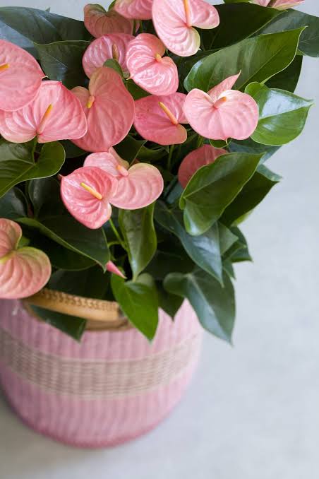 Bees Plant Hub Anthurium Baby Pink Indoor/Outdoor Live Plant