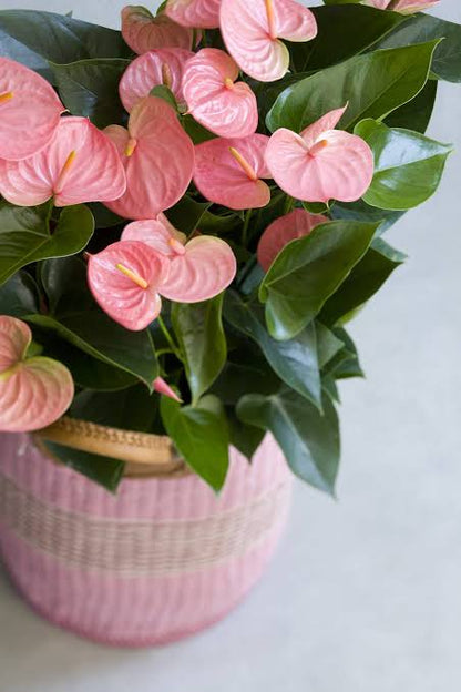 Bees Plant Hub Anthurium Baby Pink Indoor/Outdoor Live Plant