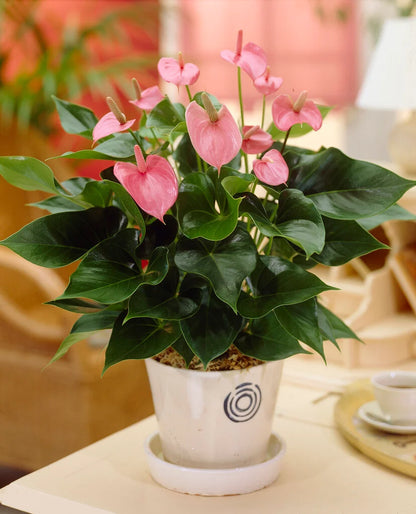 Bees Plant Hub Anthurium Baby Pink Indoor/Outdoor Live Plant