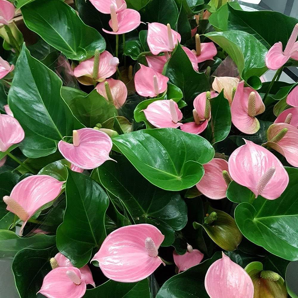 Bees Plant Hub Anthurium Baby Pink Indoor/Outdoor Live Plant