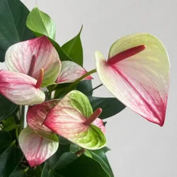 Bees Plant Hub Anthurium Dwarf Mystique Indoor/Outdoor Live Plant