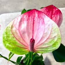 Bees Plant Hub Anthurium Dwarf Mystique Indoor/Outdoor Live Plant