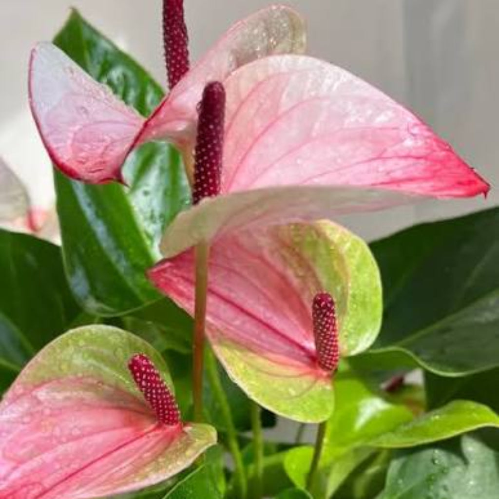 Bees Plant Hub Anthurium Dwarf Mystique Indoor/Outdoor Live Plant