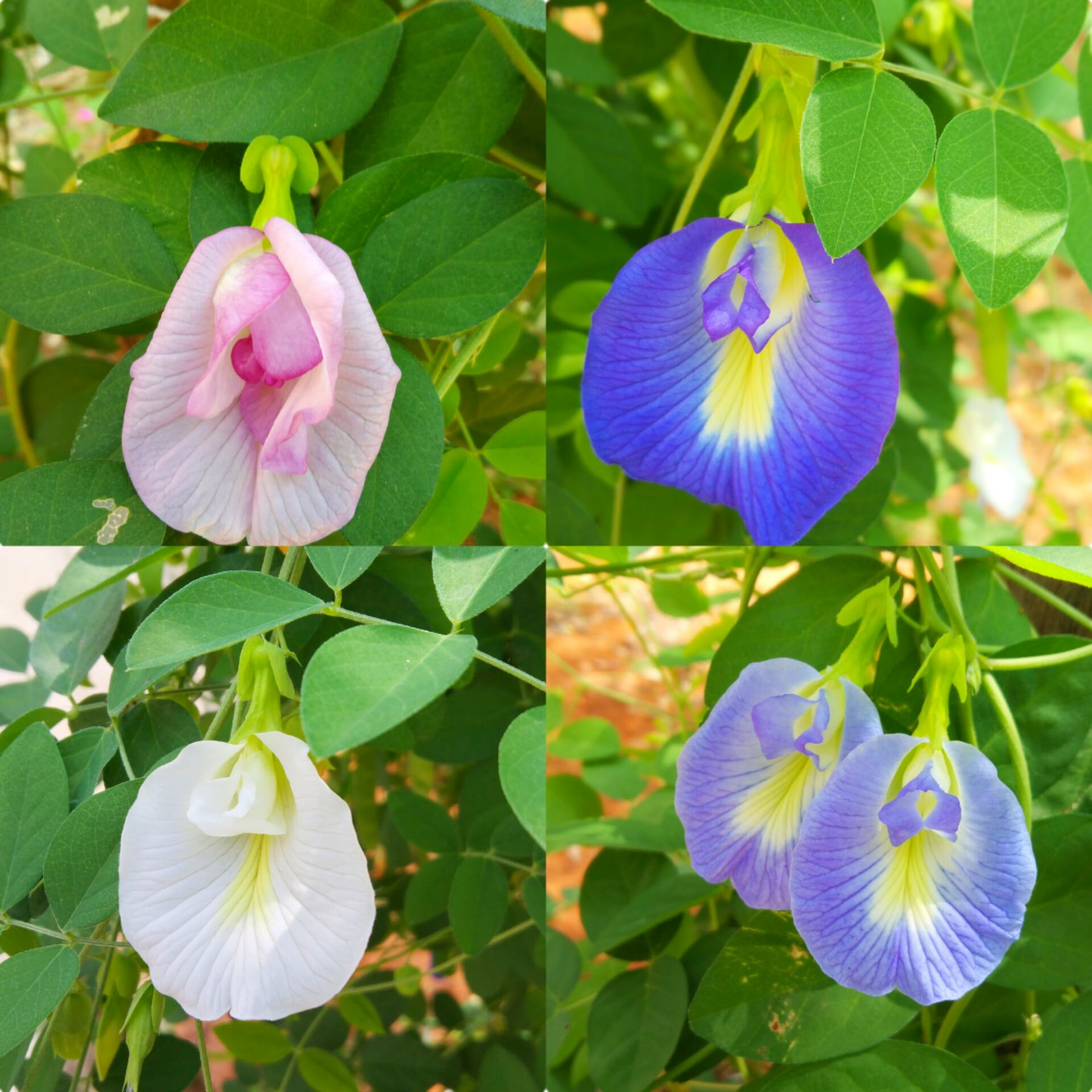 Aparajita / clitoria  Sangupushpam Mixed Seeds