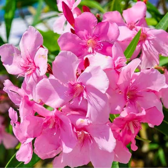 Bees Plant Hub Arali Pink Single Petal (Nerium oleander) All Time Flowering Live Plant