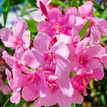 Bees Plant Hub Arali Pink Single Petal (Nerium oleander) All Time Flowering Live Plant