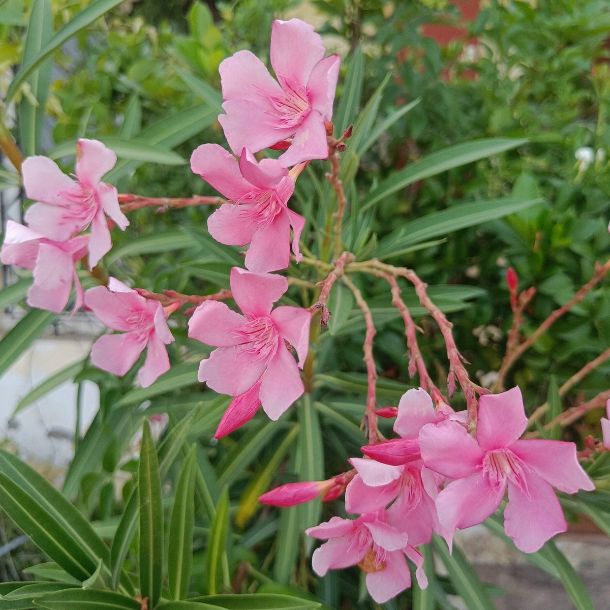 Bees Plant Hub Arali Pink Single Petal (Nerium oleander) All Time Flowering Live Plant