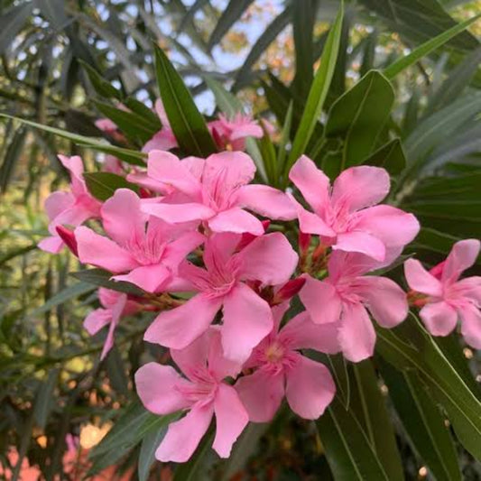 Bees Plant Hub Arali Pink Single Petal (Nerium oleander) All Time Flowering Live Plant