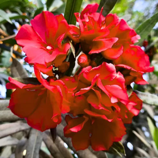 Bees Plant Hub Arali Red Multi Petal (Nerium oleander) Rare All Time Flowering Live Plant