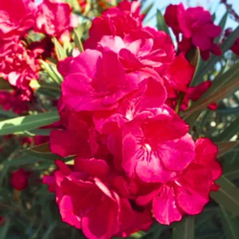 Bees Plant Hub Arali Red Multi Petal (Nerium oleander) Rare All Time Flowering Live Plant