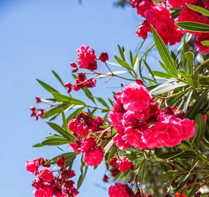 Bees Plant Hub Arali Red Multi Petal (Nerium oleander) Rare All Time Flowering Live Plant