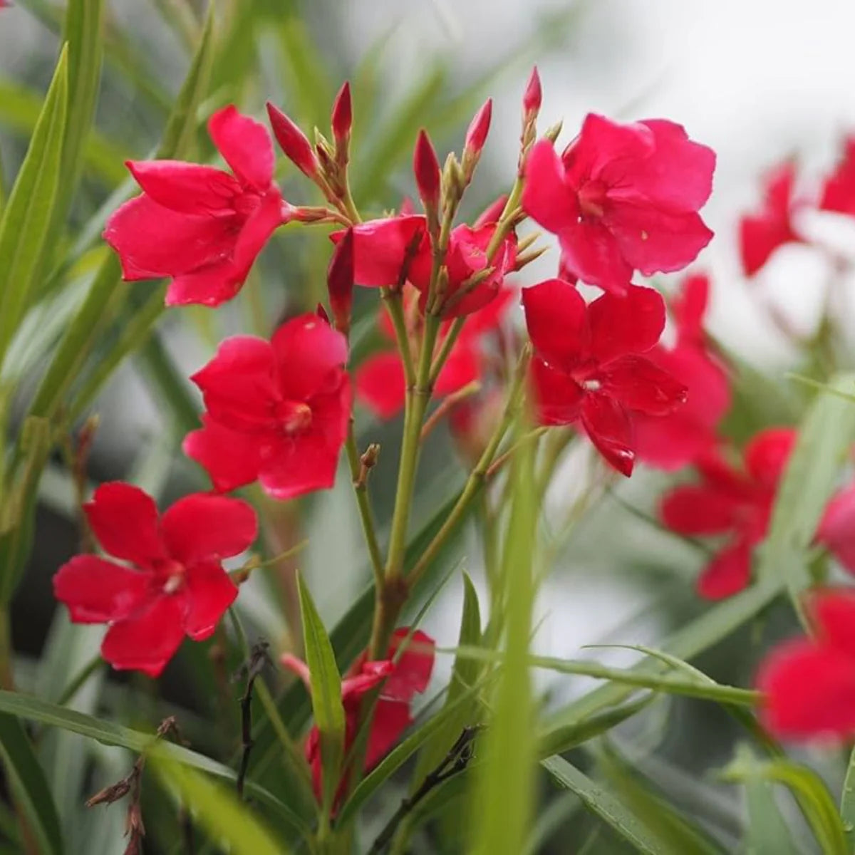 Bees Plant Hub Arali Red Single Petal (Nerium oleander) All Time Flowering Live Plant