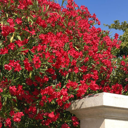 Bees Plant Hub Arali Red Single Petal (Nerium oleander) All Time Flowering Live Plant