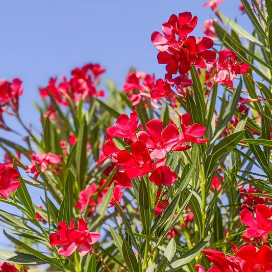 Bees Plant Hub Arali Red Single Petal (Nerium oleander) All Time Flowering Live Plant