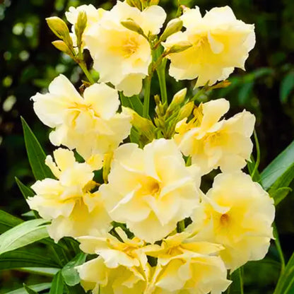 Bees Plant Hub Arali Sandal Multi Petal (Nerium oleander) Rare All Time Flowering Live Plant