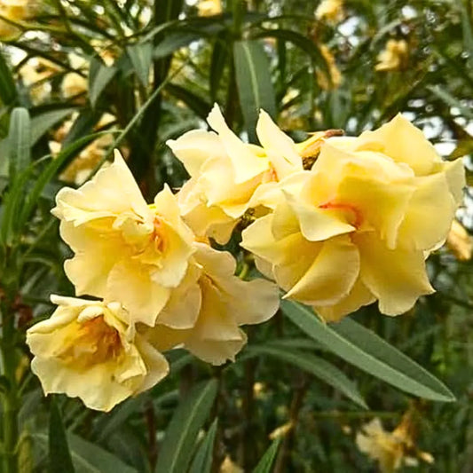 Bees Plant Hub Arali Sandal Multi Petal (Nerium oleander) Rare All Time Flowering Live Plant