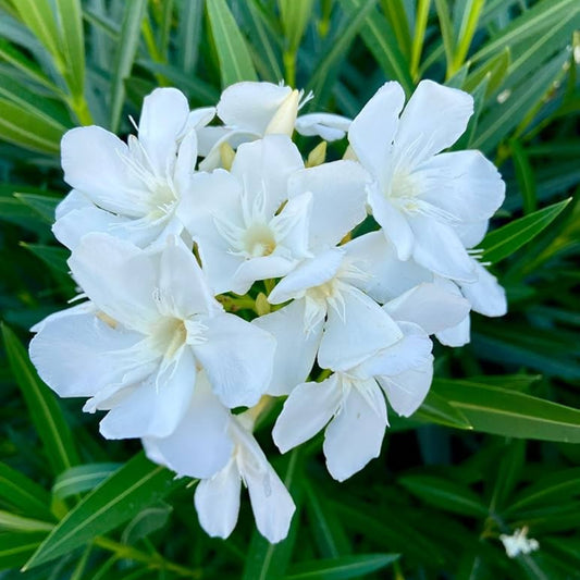 Bees Plant Hub Arali White Single Petal (Nerium oleander) All Time Flowering Live Plant