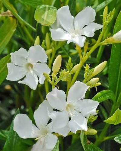 Bees Plant Hub Arali White Single Petal (Nerium oleander) All Time Flowering Live Plant