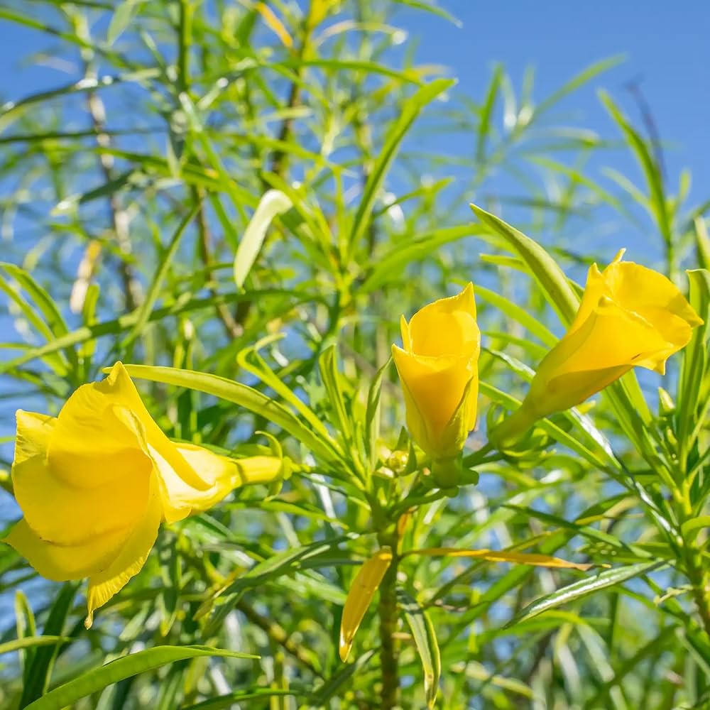 Bees Plant Hub Arali Yellow Single Petal (Nerium oleander) All Time Flowering Live Plant