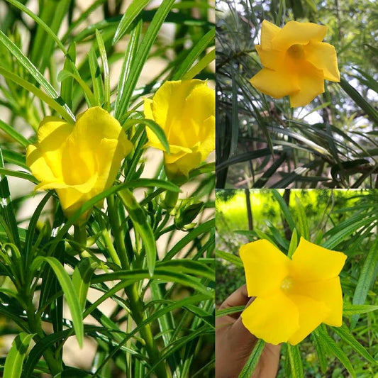 Bees Plant Hub Arali Yellow Single Petal (Nerium oleander) All Time Flowering Live Plant