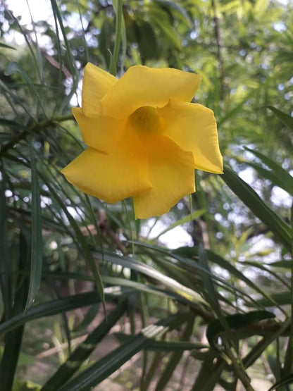 Bees Plant Hub Arali Yellow Single Petal (Nerium oleander) All Time Flowering Live Plant