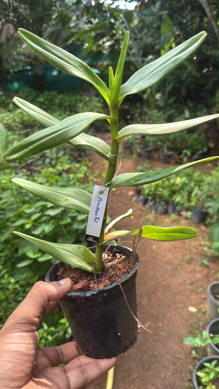 Bees Plant Hub Aranthera Red Orchid Live Plant