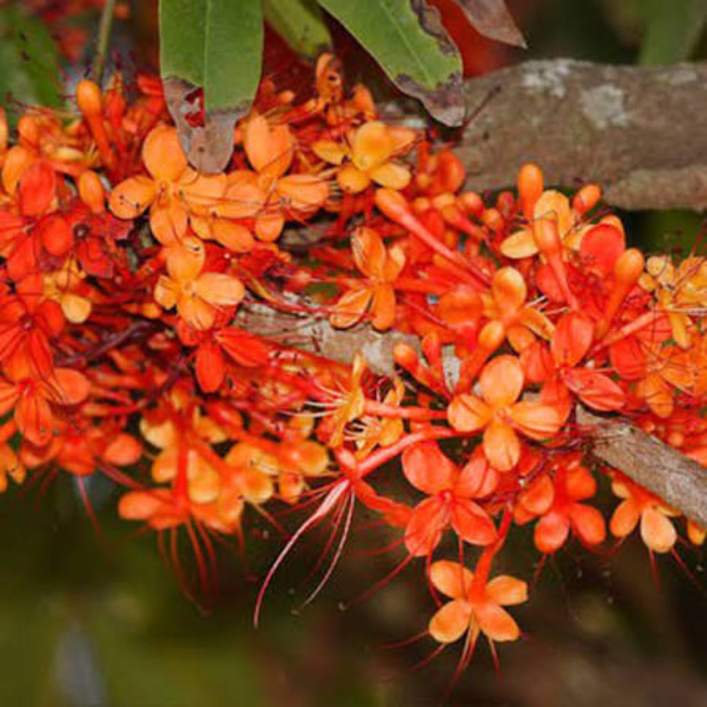 Bees Plant Hub Asoka Tree (Saraca indica) Live Plant