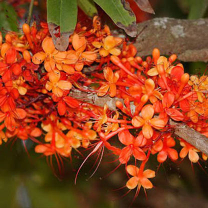 Bees Plant Hub Asoka Tree (Saraca indica) Live Plant