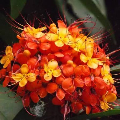 Bees Plant Hub Asoka Tree (Saraca indica) Live Plant
