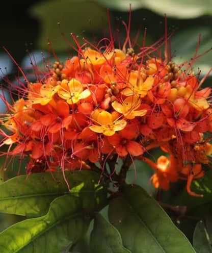 Bees Plant Hub Asoka Tree (Saraca indica) Live Plant