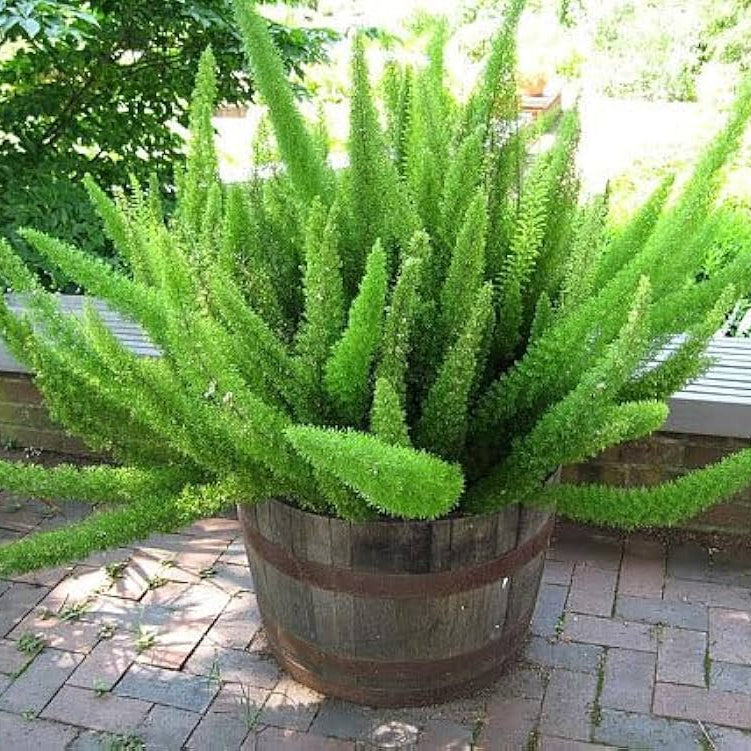 Bees Plant Hub Asparagus Meyeri Live Plant