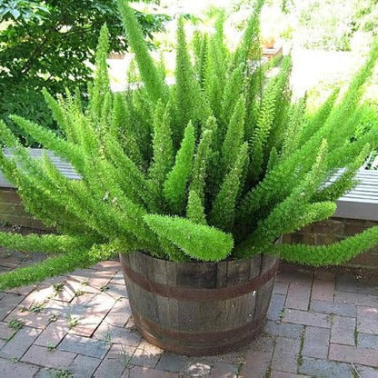 Bees Plant Hub Asparagus Meyeri Live Plant