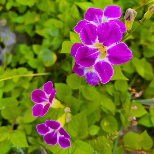 Bees Plant Hub Asystasia (Asystasia gangetica) Flowering Live Plant