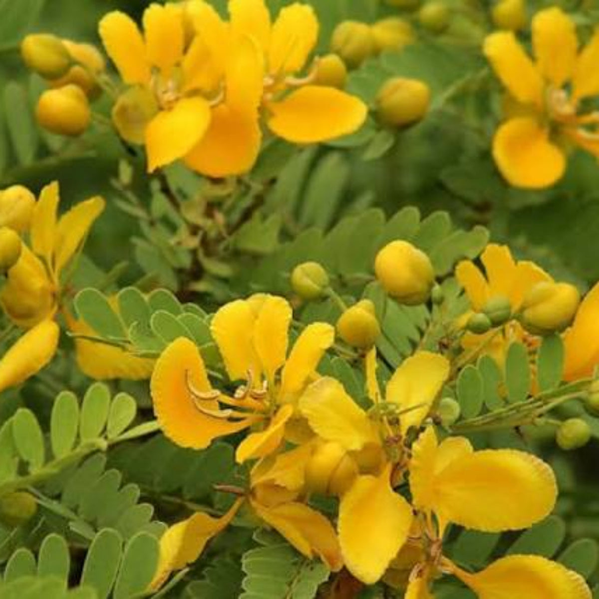 Bees Plant Hub Avaram (Senna auriculata) All Time Flowering Live Plant
