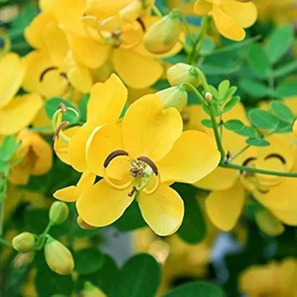 Bees Plant Hub Avaram (Senna auriculata) All Time Flowering Live Plant