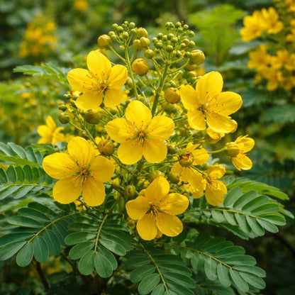 Bees Plant Hub Avaram (Senna auriculata) All Time Flowering Live Plant