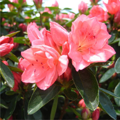 Bees Plant Hub Azalea Pink (Rhododendron) Multi Petal Rare Flowering Live Plant
