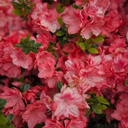 Bees Plant Hub Azalea Pink (Rhododendron) Multi Petal Rare Flowering Live Plant