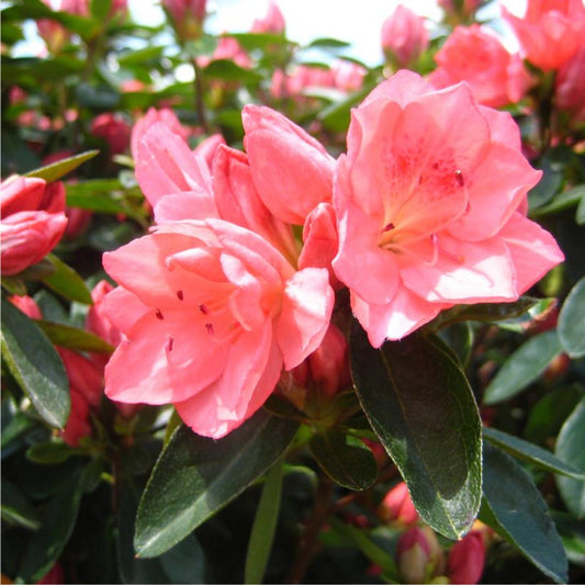 Bees Plant Hub Azalea Pink (Rhododendron) Multi Petal Rare Flowering Live Plant