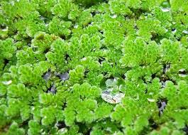 Bees Plant Hub Azolla / Mosquito ferns Aquarium Live Plant