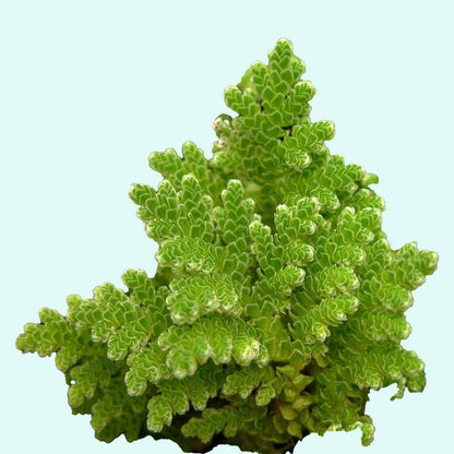 Bees Plant Hub Azolla / Mosquito ferns Aquarium Live Plant