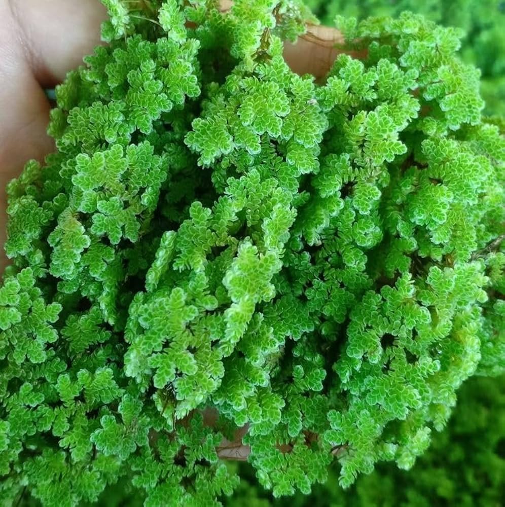 Bees Plant Hub Azolla / Mosquito ferns Aquarium Live Plant