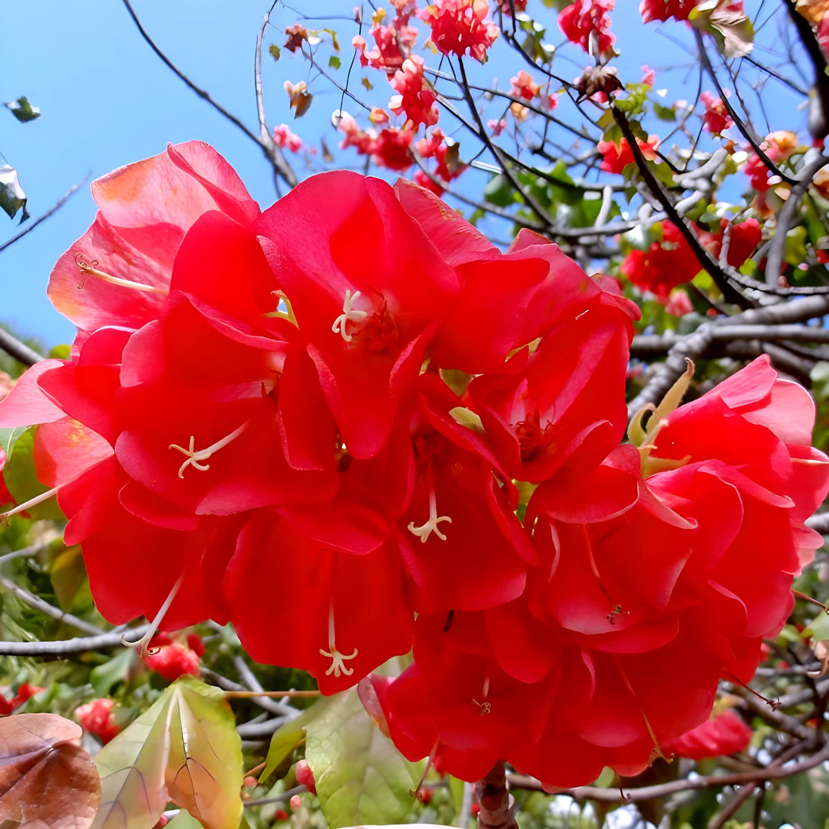 Bees Plant Hub Strawberry Snowball (Dombeya cacuminum) Rare Flowering Live Plant