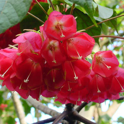 Bees Plant Hub Strawberry Snowball (Dombeya cacuminum) Rare Flowering Live Plant