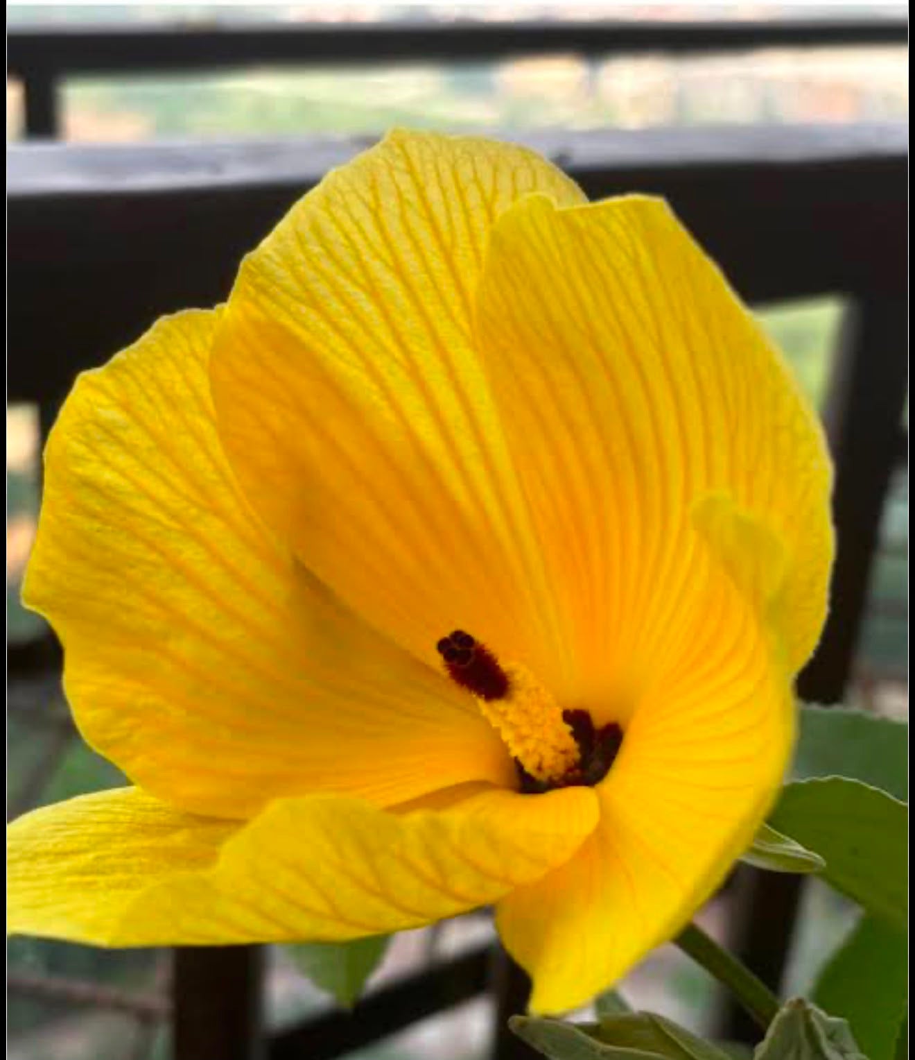 Bees Plant Hub Hibiscus Glandulifer / Yellow Rose Mallow Live flowering Plant