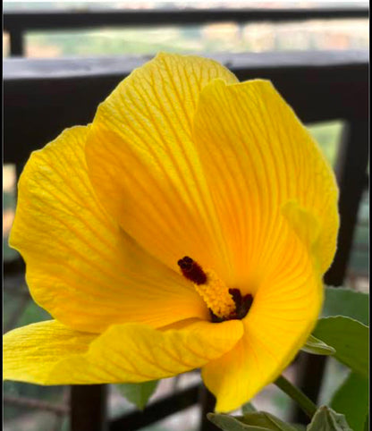Bees Plant Hub Hibiscus Glandulifer / Yellow Rose Mallow Live flowering Plant