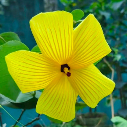 Bees Plant Hub Hibiscus Glandulifer / Yellow Rose Mallow Live flowering Plant
