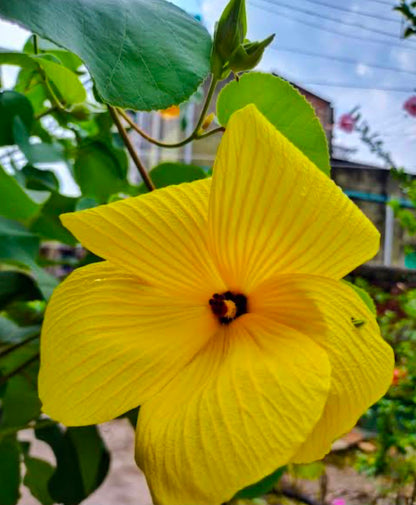 Bees Plant Hub Hibiscus Glandulifer / Yellow Rose Mallow Live flowering Plant