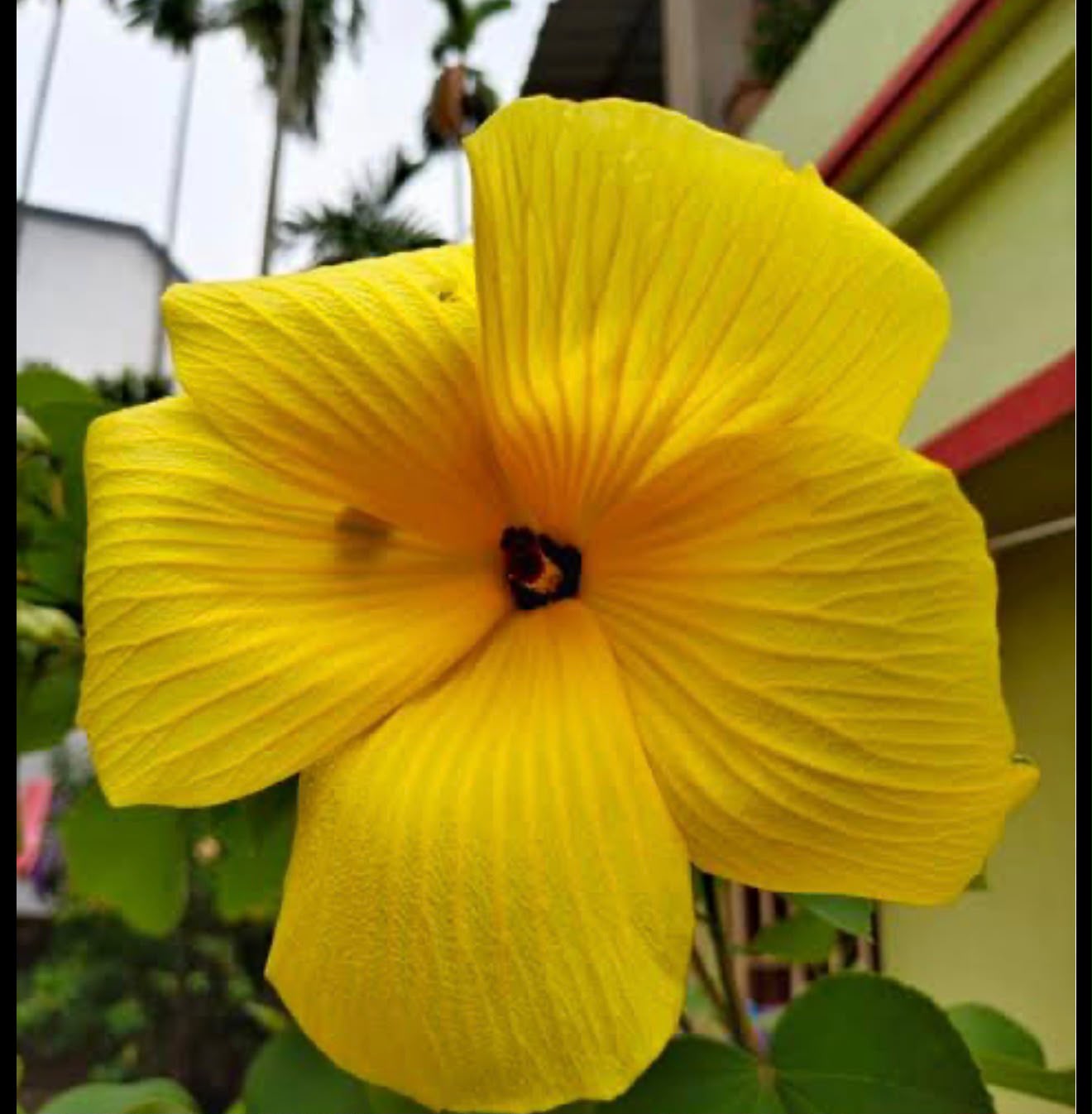 Bees Plant Hub Hibiscus Glandulifer / Yellow Rose Mallow Live flowering Plant
