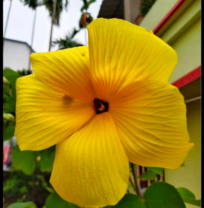 Bees Plant Hub Hibiscus Glandulifer / Yellow Rose Mallow Live flowering Plant